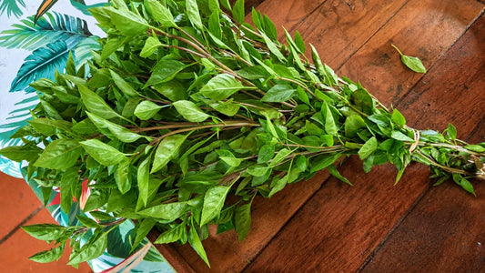 BASILIC BIO